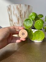 Bellapierre make-up base